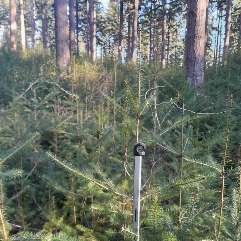 Régénération naturelle de douglas à entretenir