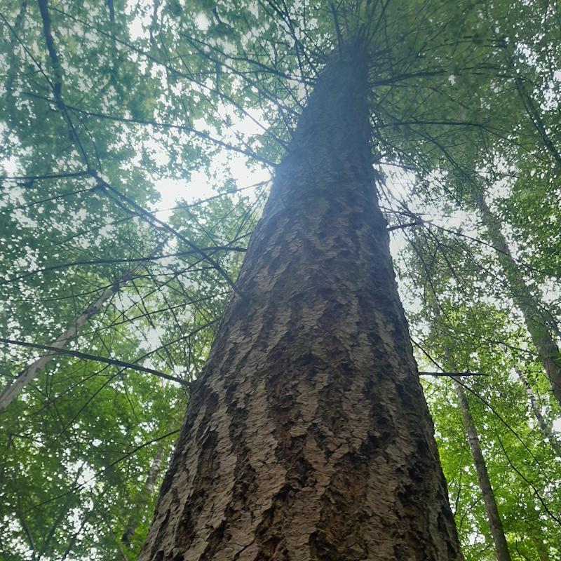 Un gros douglas de belle qualité
