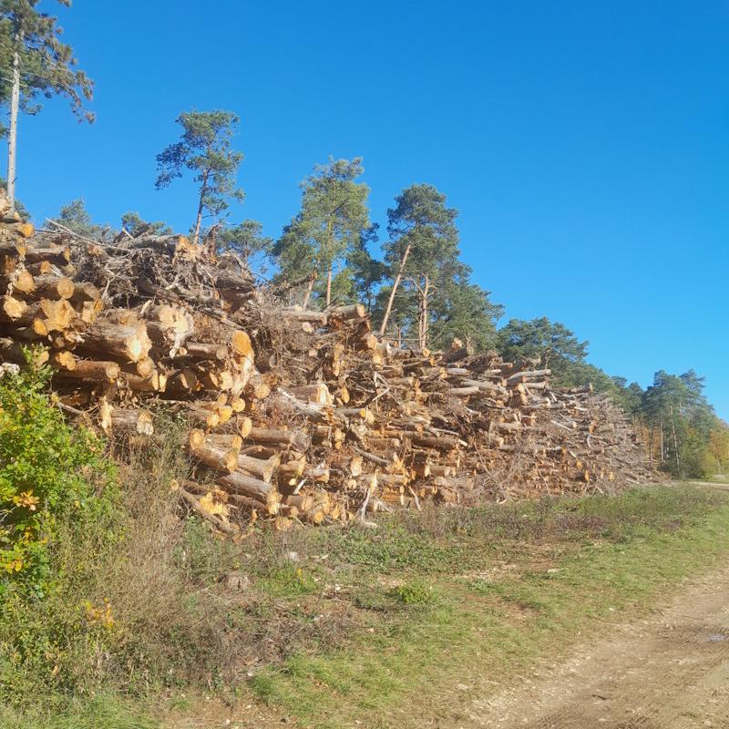 Pile de bois énergie de pins