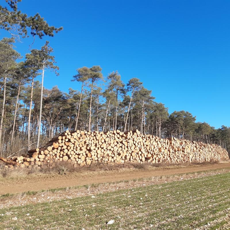 Une pile de billons de trituration de pins