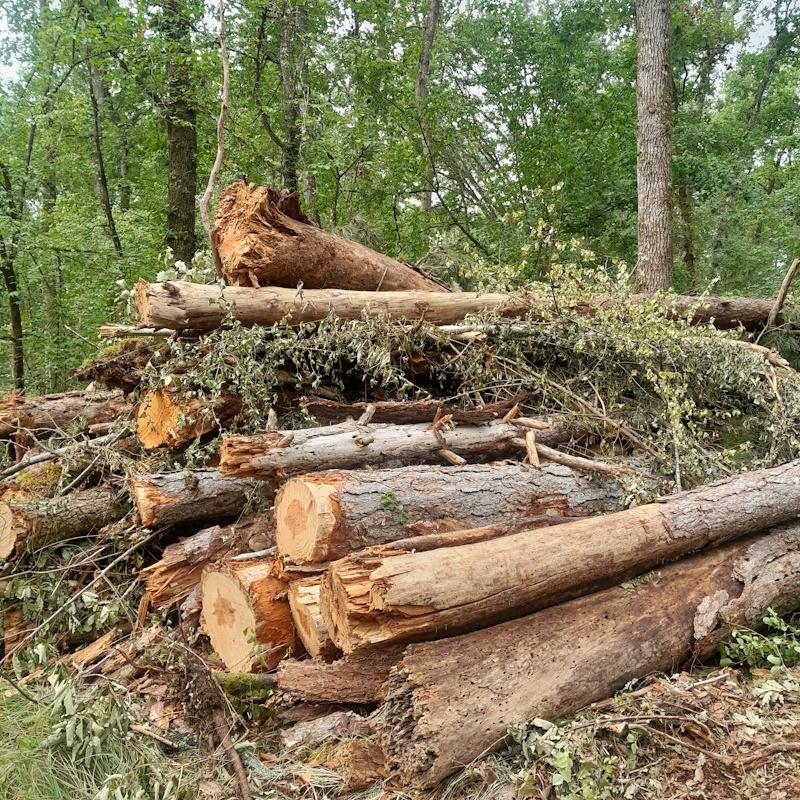 Pile de pins secs en bois énergie