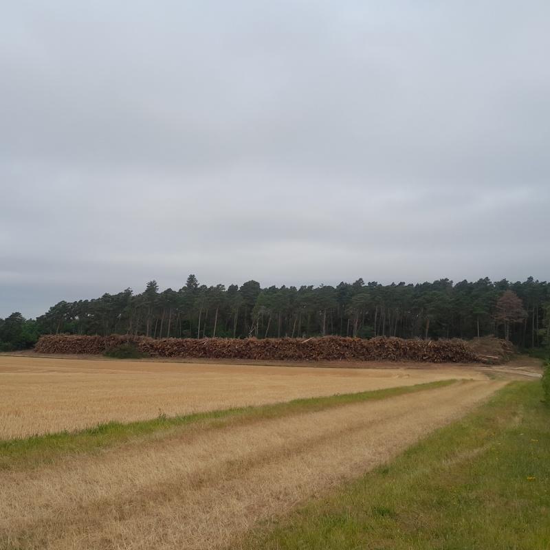 Pile de bois énergie devant une forêt de pins