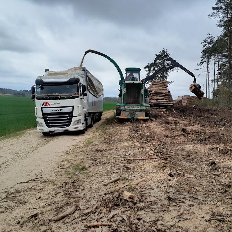 Broyage de pins en bois énergie