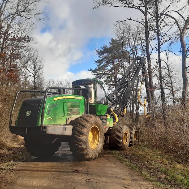 Une abatteuse coupe des pins