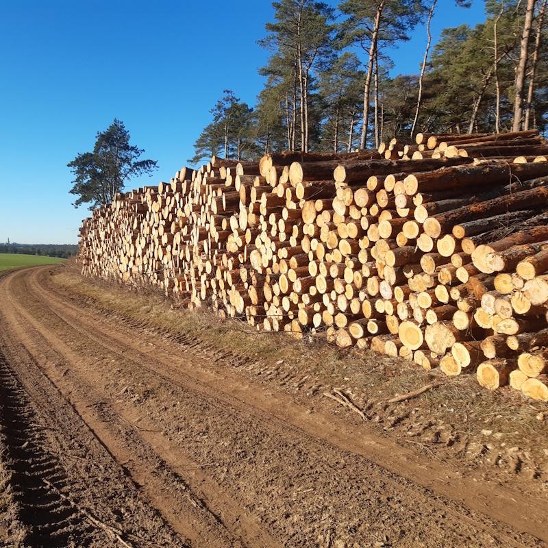 Deux piels de billons de trituration de pins