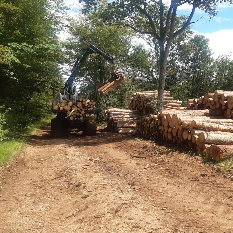 Activité des exploitations forestières et sciages 2024