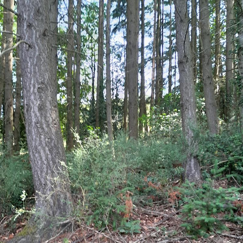 Douglas et sa régénération naturelle