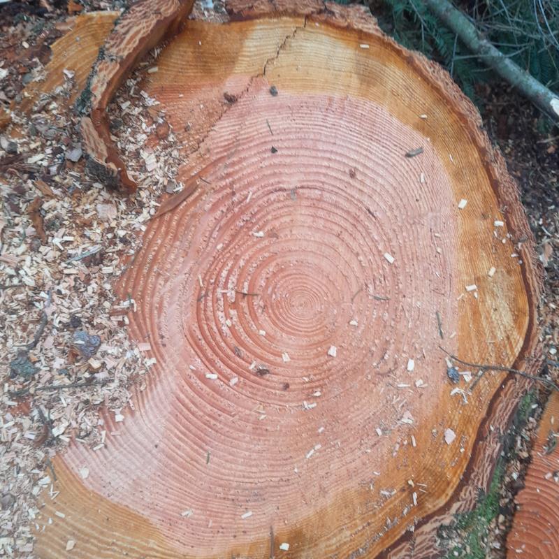 Effet de la lumière sur le développement du douglas