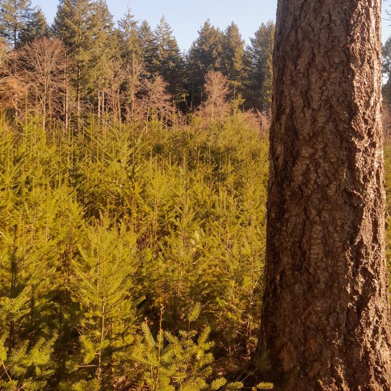 Douglas en cycle long et régénération naturelle