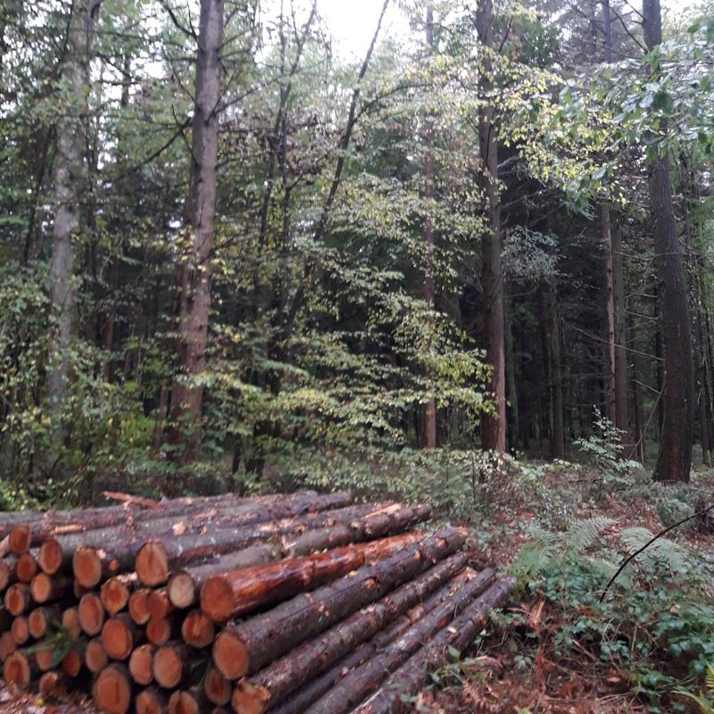 Eclaircie de douglas