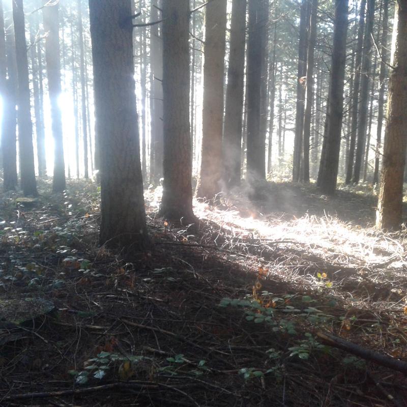 Douglas en retard d'éclaircie