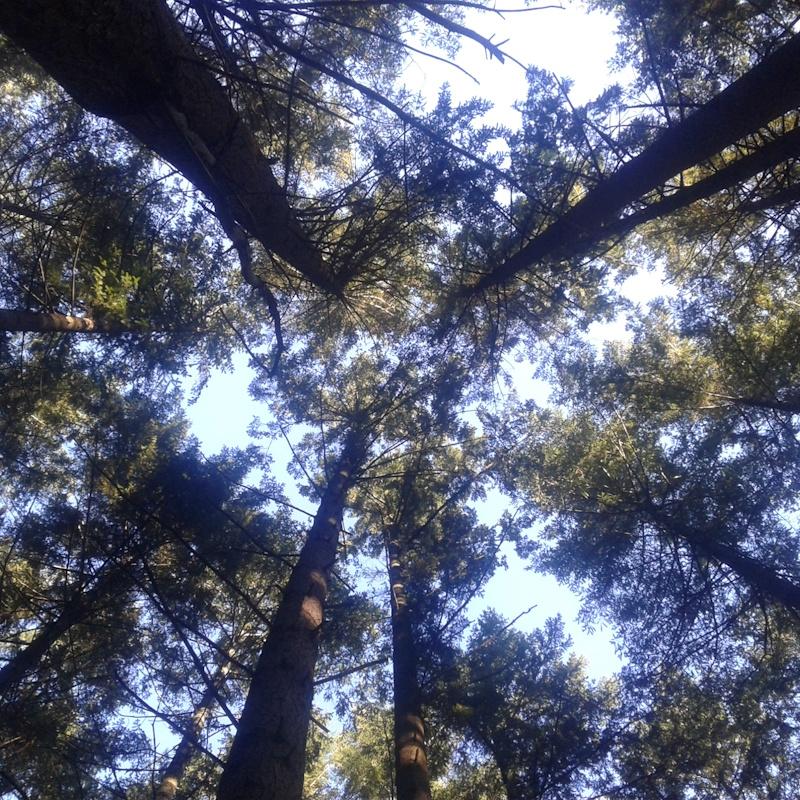 Douglas à éclaircir