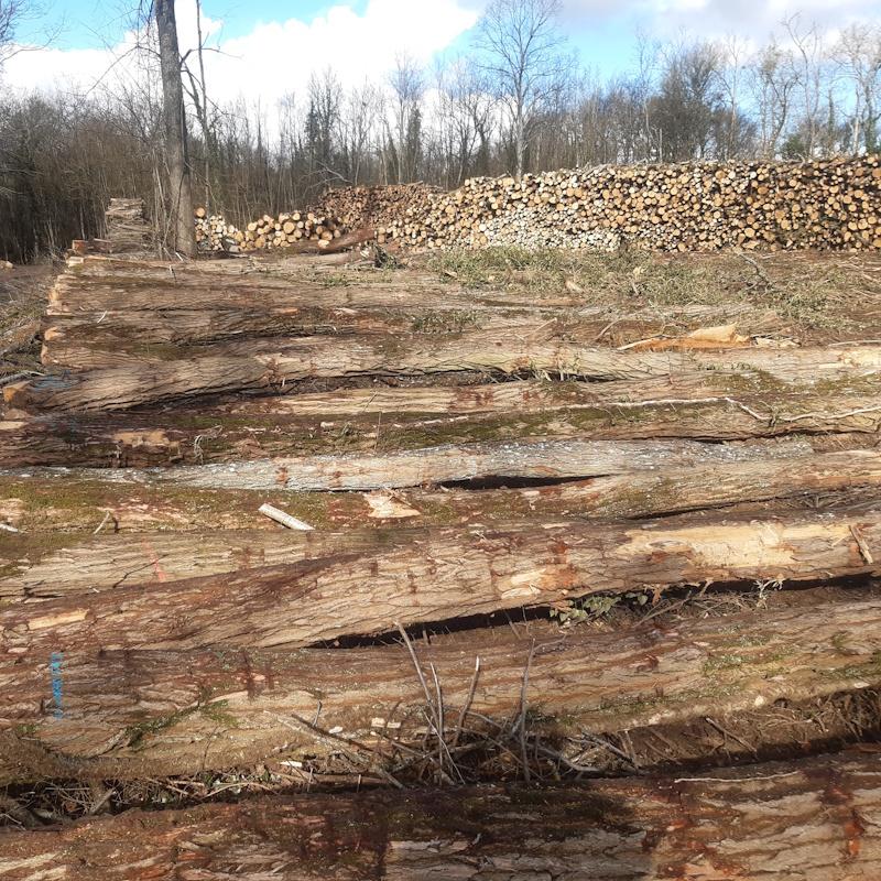 Exploitation forestière d'un taillis de robinier faux acacia