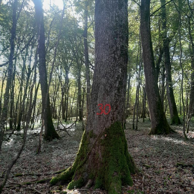 Chêne martelé pour une vente