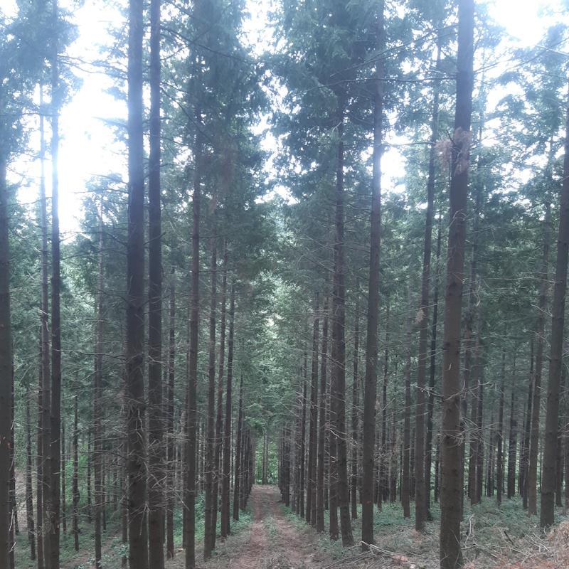 Douglas de Montchanin