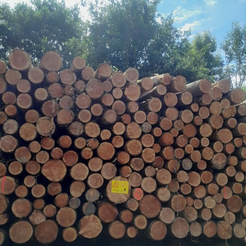 Pile de bois sur la piste de Montchanin