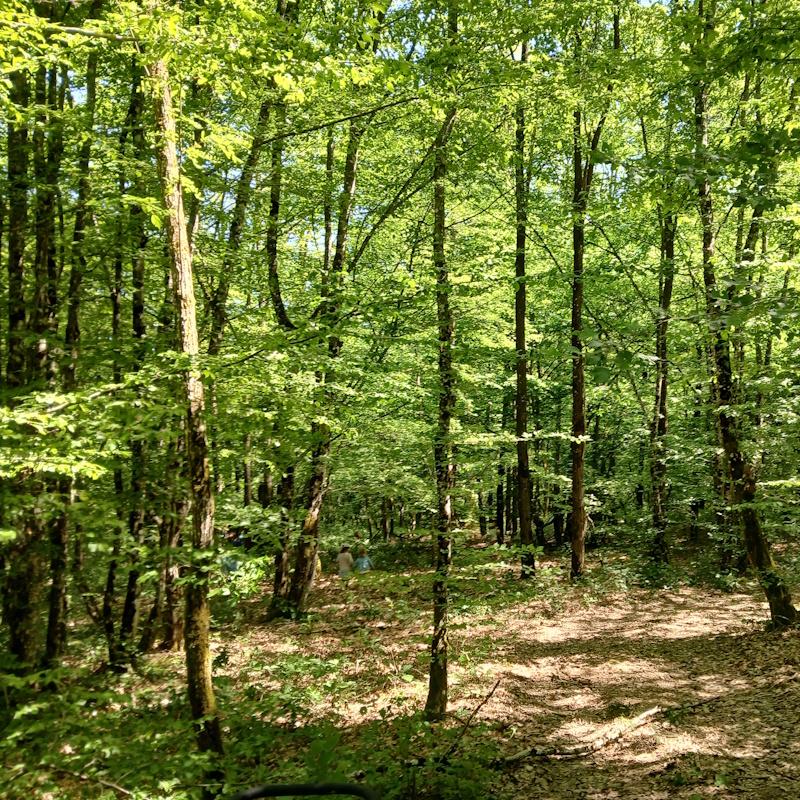 Ecole Robert Gagne des Bizots - Découverte des essences forestières