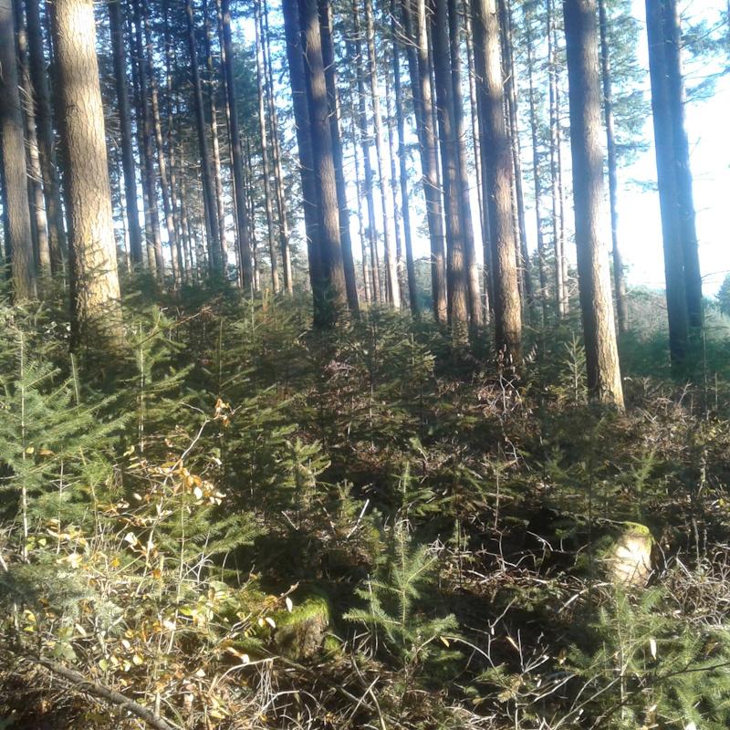 Gros douglas et régénération naturelle à Dompierre les Ormes