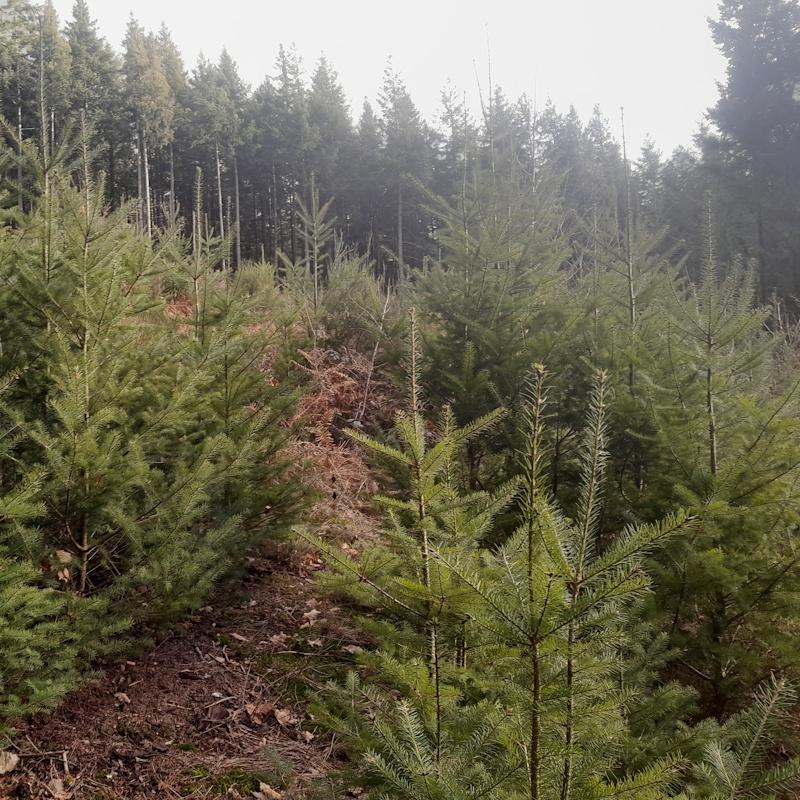 Régénération naturelle et grands douglas