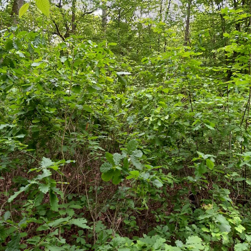 Régénération naturelle de chêne en futaie irrégulière