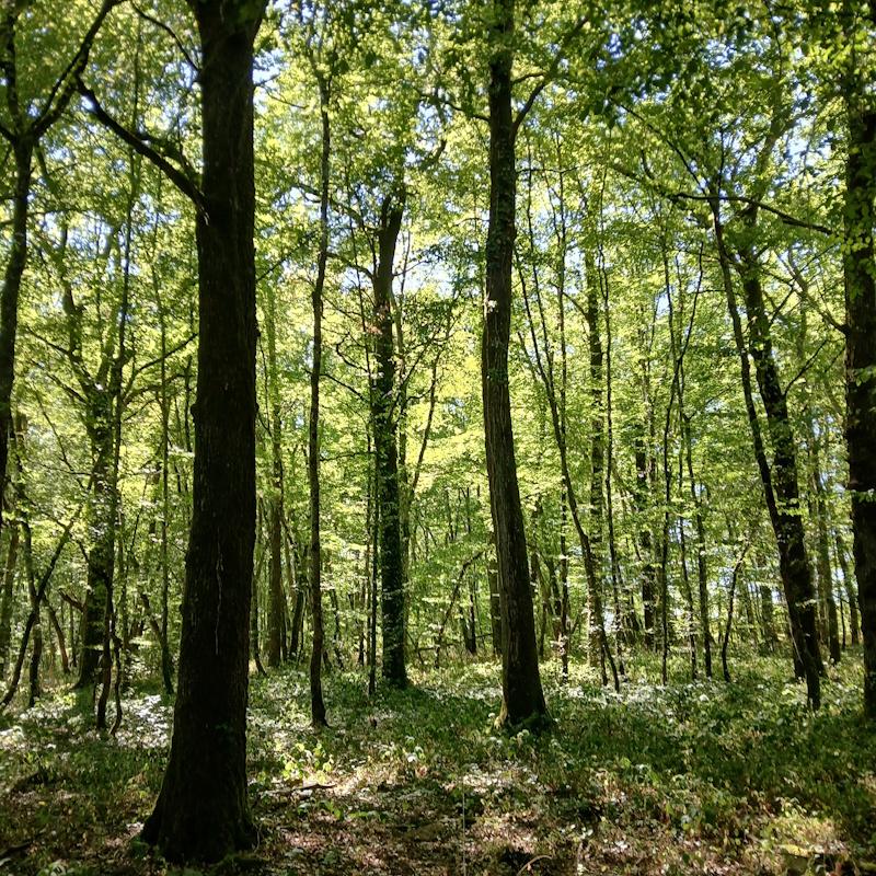 Mélange futaie taillis en zone Natura 2000