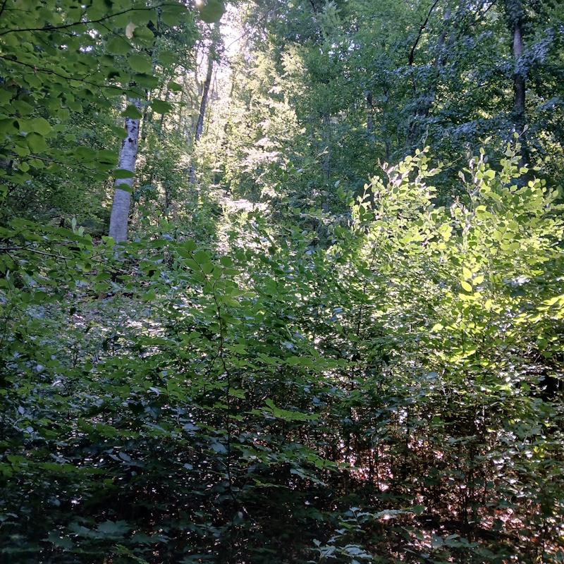 Futaie irrégulière de hêtre en zone Natura 2000