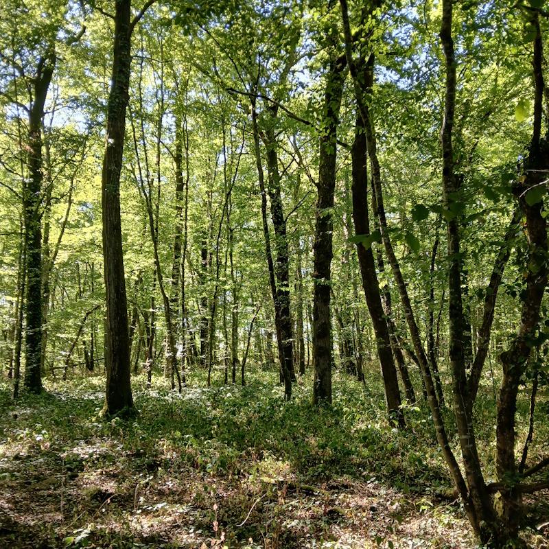 Mélange futaie taillis en zone Natura 2000
