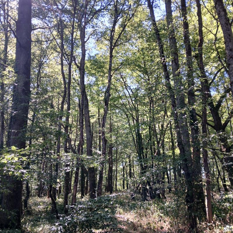 Mélange futaie taillis en zone Natura 2000