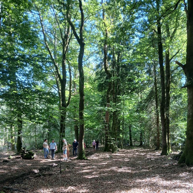 Vieux bois en forêt