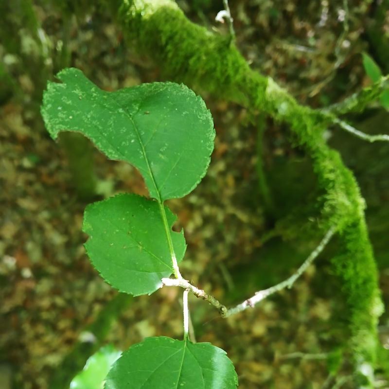 Un pommier sauvage