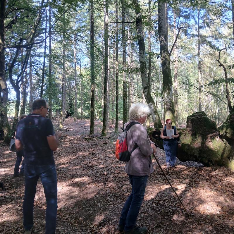 Une forêt ancienne et une forêt récente
