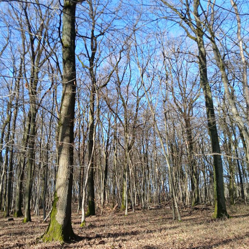 Mélange Futaie Taillis