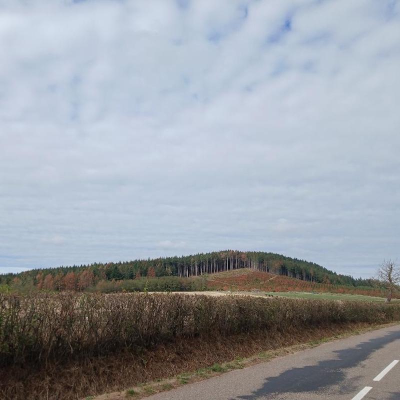 Une montagne de douglas en train de sécher
