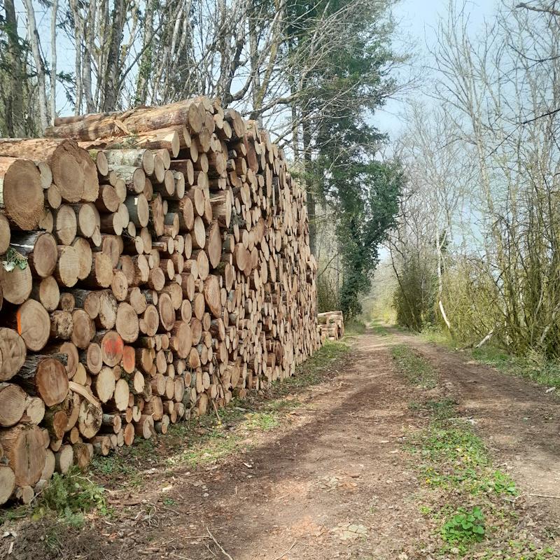 Pile de résineux en bord de route