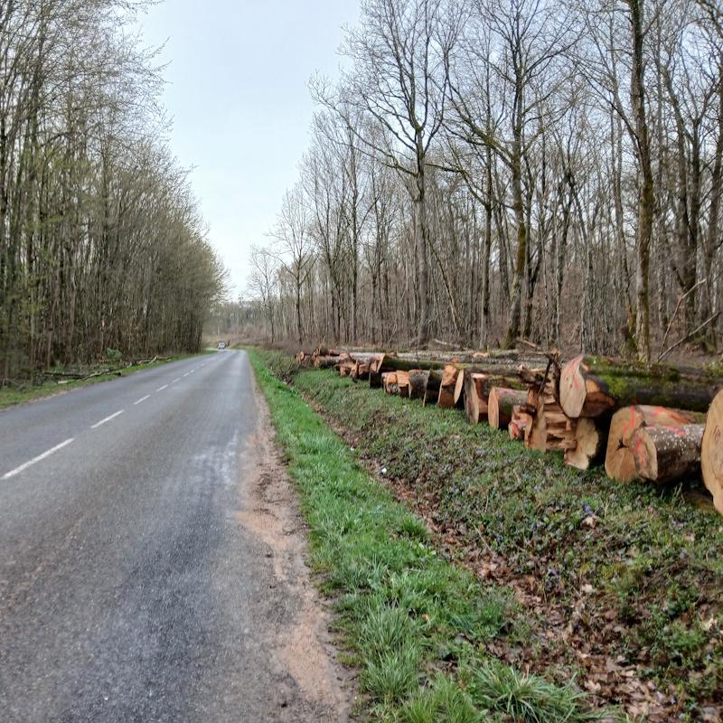 Grumes de chênes en bord de route